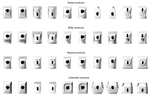 The role of taste-shape correspondences and semantic congruence in product preference and taste expectation